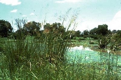 Lake-chad-flooded-savanna.jpg