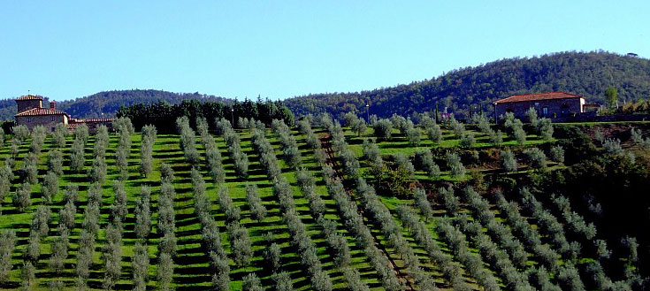 Olive-trees.jpg