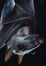 230px-Hammerhead bat (Hypsignathus monstrosus).jpg