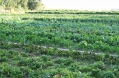 Organic-vegetable-cultivation.jpeg