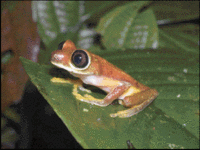 200px-Phyllomedusa lemur.gif