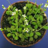 Arabidopsis.jpg