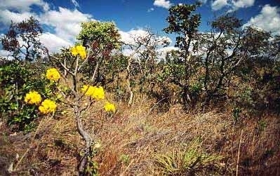 Pirenopolis--brazil.jpg