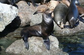 170px-California Sea lion2.jpg