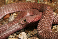 200px-Coachwhip.jpg