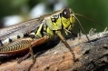 Grasshopper2 NSF-DrorHawlena.jpg