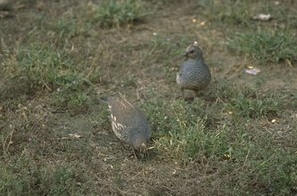 Scaled-quail.jpg