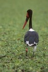 150px-Saddlebilled stork.jpg