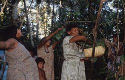 250px-GEO4 ch6 indigenous brazil collecting medicinal plants.jpg