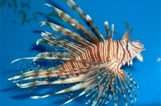 Lionfish Spread Unprecedented