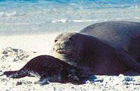 200px-Hawaiian monk seal 1.jpg