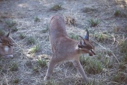 250px-Caracal.jpg