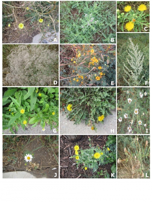 Asteraceae-weeds--fig-6.jpg