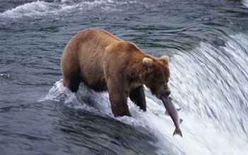 Bear w Salmon NSF-Thinkstock.jpg