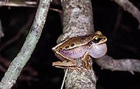 199px-New species of frog.jpg