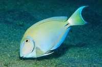 199px-Ocean surgeonfish.jpg