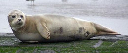 260px-Harbor seal 2.jpg