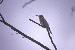 300px-BluetailedbeeEater.jpg