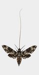 150px-Hawk moth tongue USFS JospehScheer.jpg
