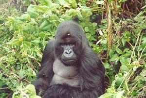 300px-Mountain gorilla (Gorilla gorilla), Parc des Volcans, Rwanda.JPG