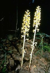249px-One of the more than 16 species of Orchid that grow in the Bryansky Les Zapovednik, Russia.jpg
