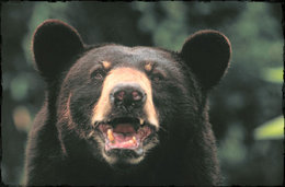 260px-Blackbear.jpg