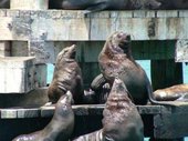 170px-South African Fur Seal 1.jpg