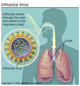 Influenza-virus-transmission.jpg