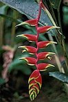 149px-Tropical andes flower.jpg