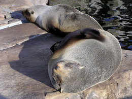 260px-South America Fur Seal 1.jpg