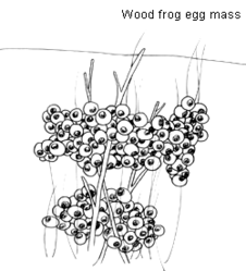 249px-Woodfrogeggs.gif