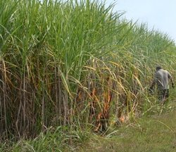 250px-Sugarcane Iberia Parish Nov 2004.jpg