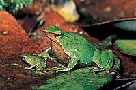 199px-Male Darwins frog.jpg