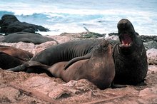 Southern elephant seal. Source: José Luis Orgeira/WoRMS/Encyclopedia of Life