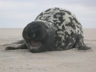 195px-Hooded Seal 1.jpg