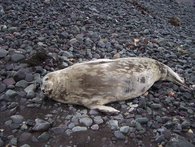 195px-Weddell seal 1.jpg