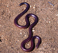 200px-Western blind snake.jpg