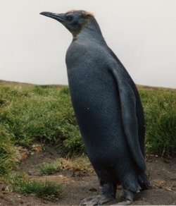 250px-King Penguin4.jpg