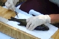 Fish dissection 275px.gif.jpeg