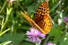 Fritillary