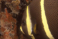 197px-Gray angelfish juvenile.jpg