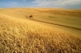 Wheat harvestpalouseidaho.jpg