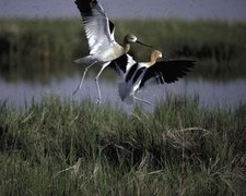 225px-Avocets at the Bear River Migratory Bird Refuge.jpg.jpeg