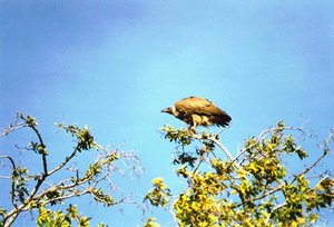 300px-White-backed vulture (Gyps africanus).jpg