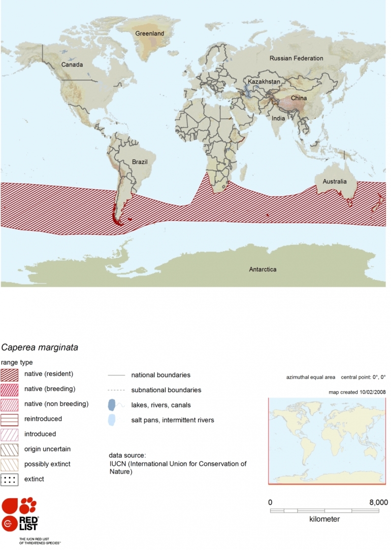 Distribution-of-pygmy-right-whale.png.jpeg