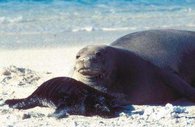 195px-Hawaiian monk seal 1.jpg