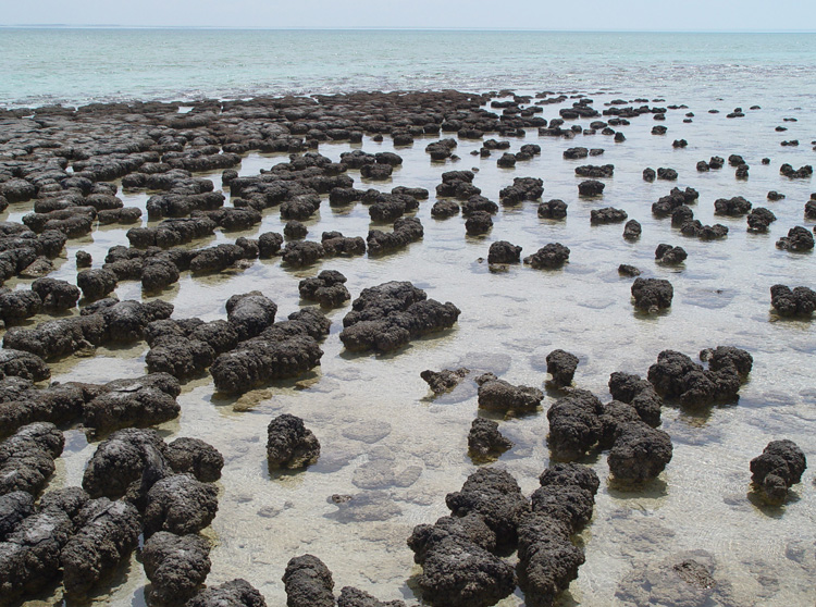 Stromatolites in sharkbay small.jpg