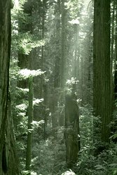 250px-Redwood2.jpg