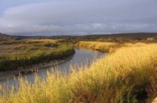 Invasive river cane along the Rio Grande