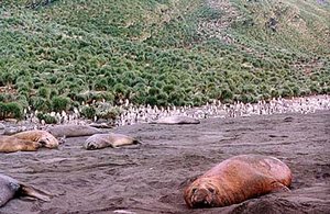 300px-South Orkney Islands-Antarctica.jpg